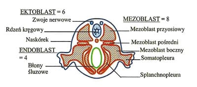 Mikrokinezyterapia